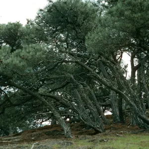 Pinus torreyana, S. Rosa Isl.