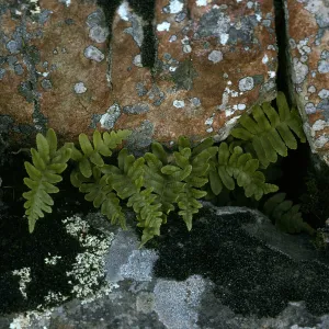 Polypodium californicum, near rd. to Little Harbor, S. Cataling Isl.