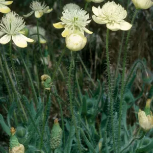 Platystemon californicus, Gorman Hills