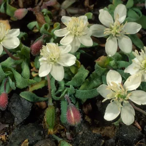 Platystemon californicus, Cliff Cyn. S. Barbara Isl.
