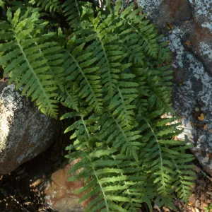 Polypodium californicum, SBBG