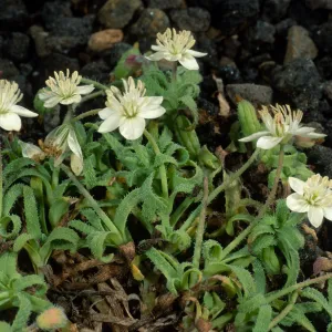 Platystemon califonicus, Cliff Cyn. S. Barbara Isl.