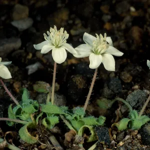 Platystemon califonicus, Cliff Cyn. S. Barbara Isl.