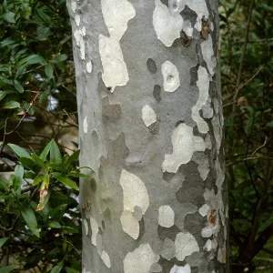 Platanus racemose, Tunnel Trail