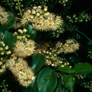 Prunus ilicifolia, W. Camino Cielo