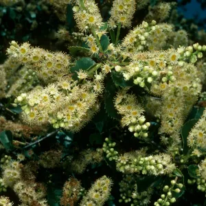 Prunus ilicifolia, W. Camino Cielo