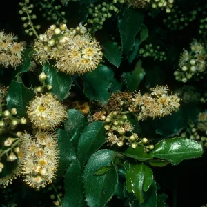 Prunus ilicifolia, W. Camino Cielo