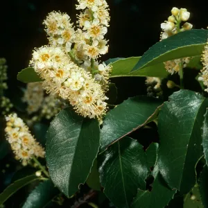 Prunus ilicifolia, Tunnel Trail