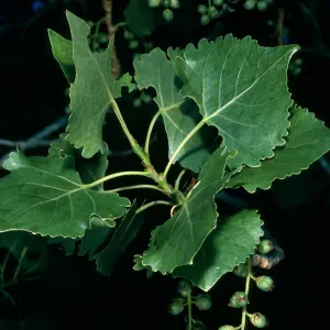 Populus fremontii, Cottonwood Cyn. Death Valley