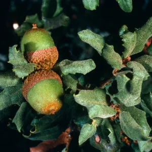 Quercus durata, Cuesta Ridge Botanical Area