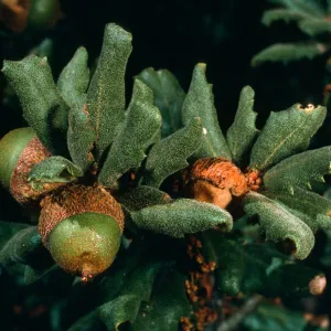 Quercus durata, Cuesta Ridge Botanical Area