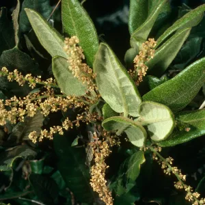 Quercus tomentella, S. Cruz Isl.