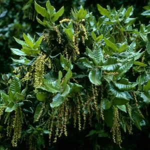 Quercus tomentella, SBBG