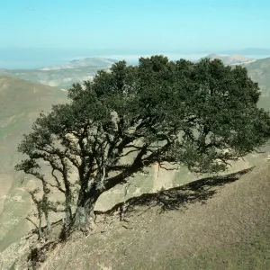 Quercus tomentella, Burma Rd., S. Rosa Isl.