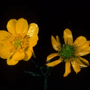 Ranunculus californica, SBBG