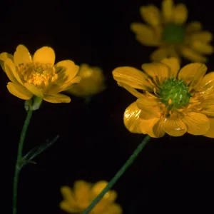 Ranunculus californica, SBBG