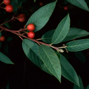 Rhamnus californica, SBBG