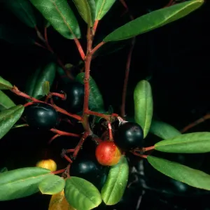 Rhamnus californica, Salmon Creek, Monterey Co.