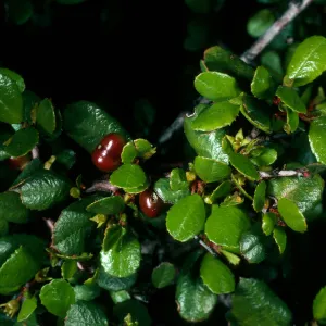 Rhamnus crocea, San Roque Cyn.