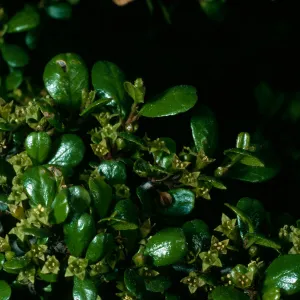 Rhamnus crocea, Calle Poniente SB