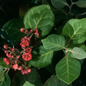 Rhus lentii, Gran Cañon, Cedros Isl.