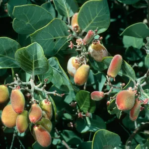 Rhus lentii, Cañada de la Mina, Cedros Isl.