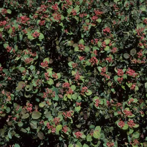 Rhus lentii, Gran Cañon, Cedros Isl.