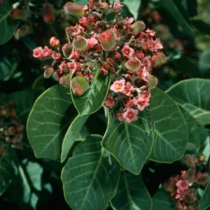 Rhus lentii, Cañada de la Mina, Cedros Isl.