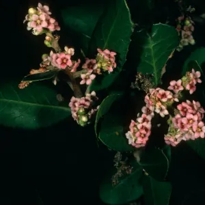 Rhus integrifolia, SBBG