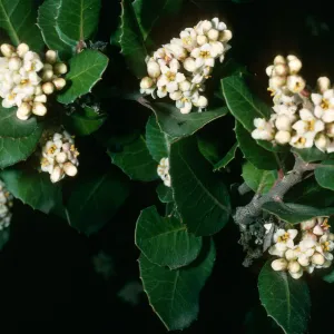 Rhus integrifolia, SBBG