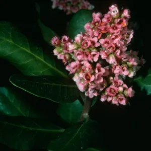 Rhus integrifolia, SBBG