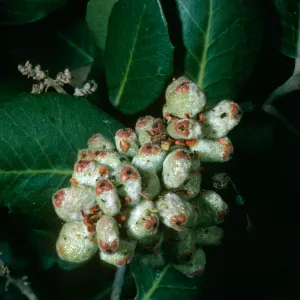 Rhus integrifolia, SBBG