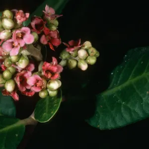 Rhus integrifolia