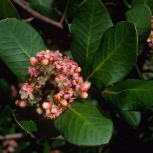Rhus integrifolia, SBBG
