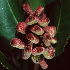 Rhus integrifolia, SBBG