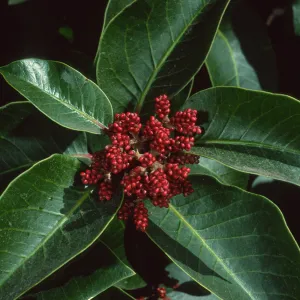 Rhus ovata, SBBG