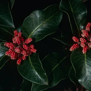 Rhus ovata, SBBG