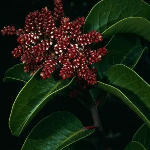 Rhus ovata, SBBG