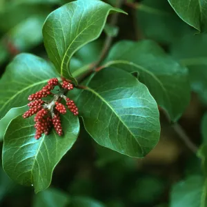 Rhus ovata, SBBG