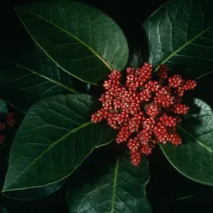 Rhus ovata, SBBG