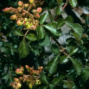 Rhus trilobata, Hwy. 33, Ventura Co.