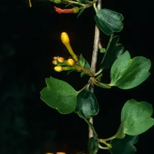 Ribes aureum, SBBG