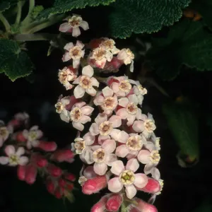 Ribes malvaceum, SBBG Meadow
