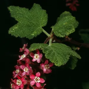 Ribes malvaceium, W. Camino Cielo