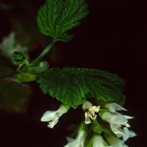 Ribes 'Inverness White', SBBG