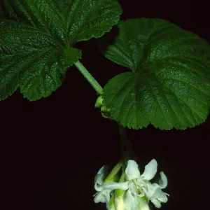 Ribes 'Inverness White', SBBG