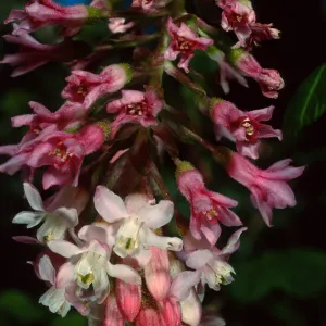 Ribes sanguineum v. glutinosum, SBBG