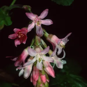 Ribes sanguineum v. glutinosum, SBBG