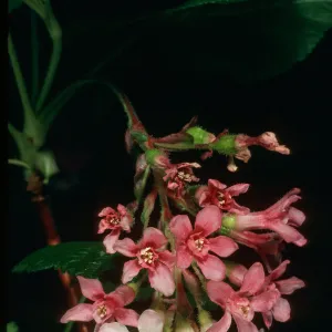 Ribes sanguineum, SBBG