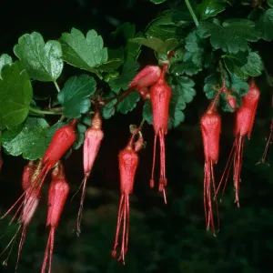 Ribes speciosum, SBBG